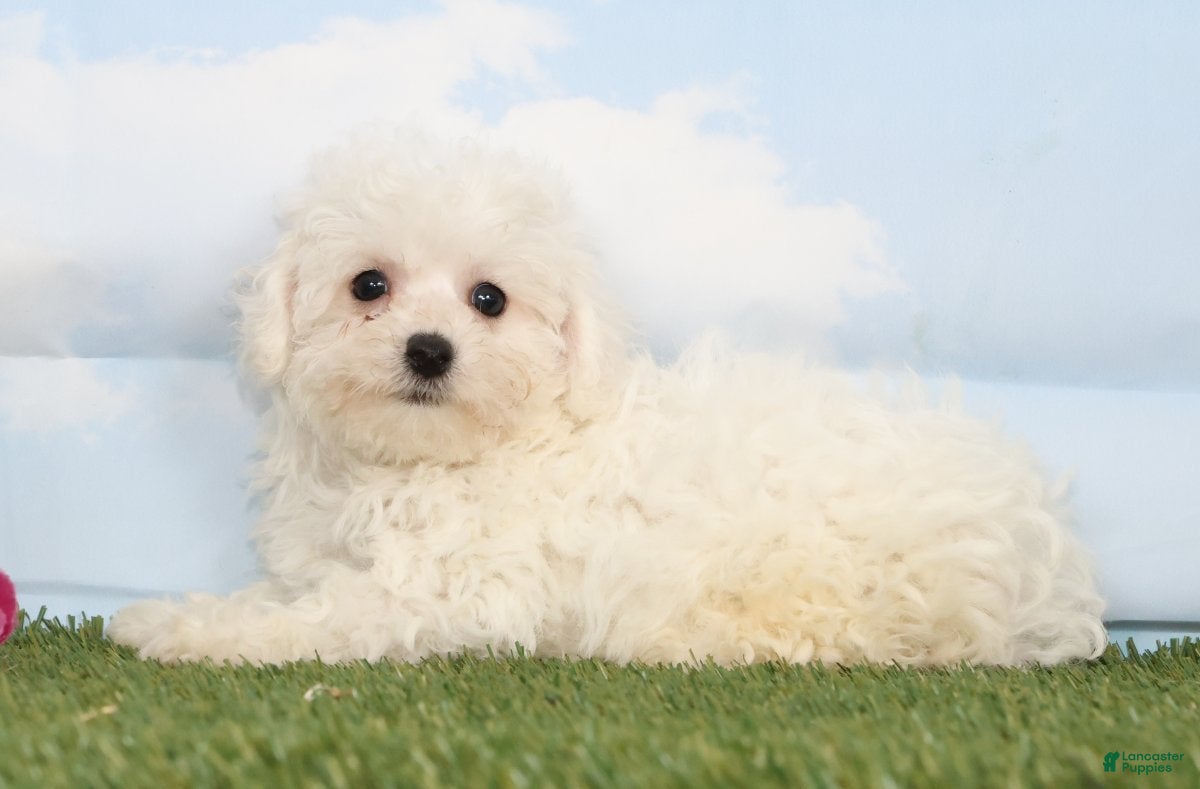 Bichon Frise dogs Charlotte - Ad 2