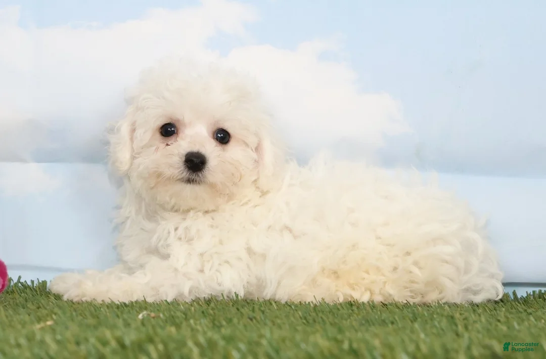 Bichon Frise dogs for sale: Charlotte - Ad 2