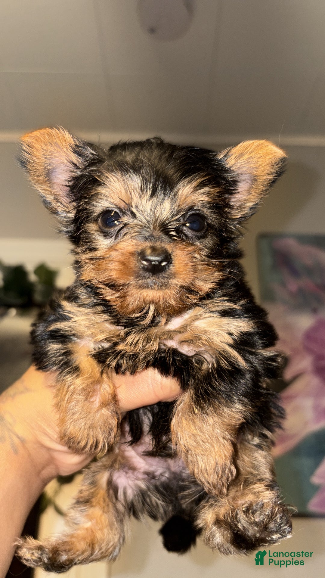 Yorkshire Terrier dogs for sale: Yorkshire Terrier Puppy 2 - Ad 6
