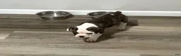 Mixed Breed dogs for sale: Mixed Breed 1 - Ad 3