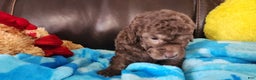 Shihpoo dogs for sale: Gregory - Ad 4