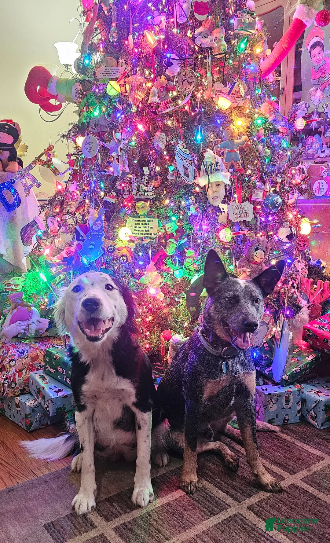 Mixed Breed dogs for sale: Mixed Breed Puppy 7 - Ad 30