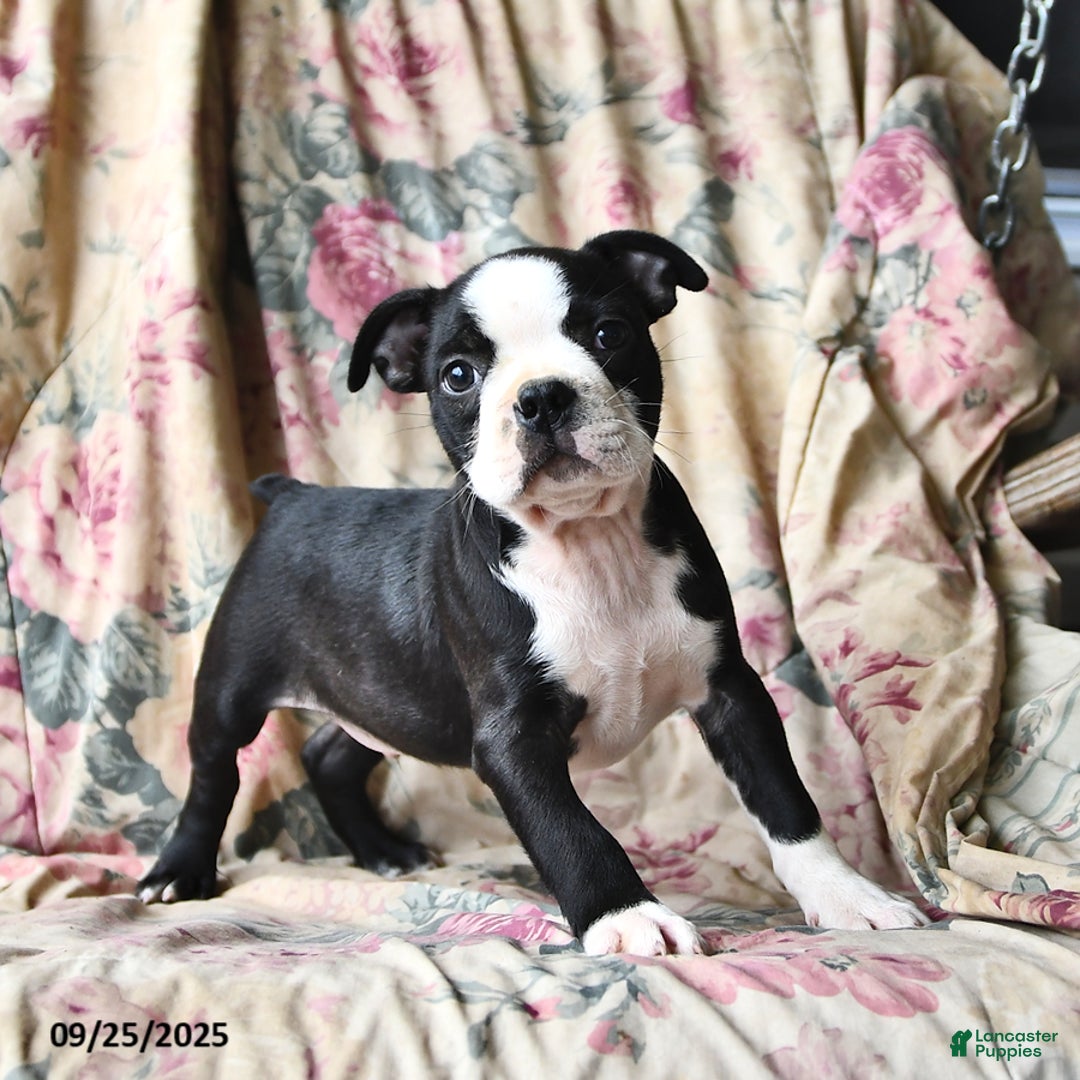 Boston Terrier dogs for sale: Mickey - Ad 8
