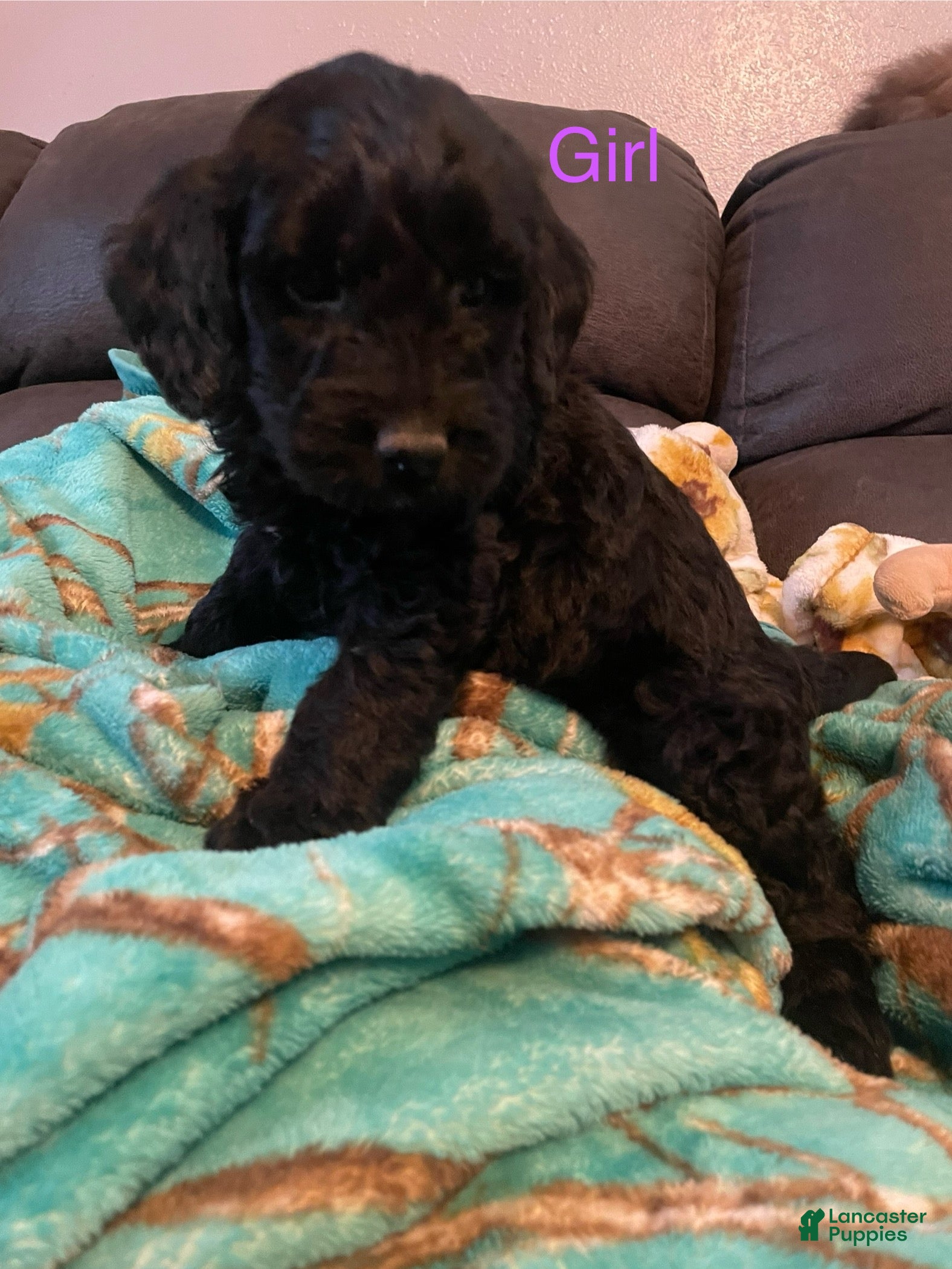 Goldendoodle dogs Goldendoodle Puppy 6 - Ad 8
