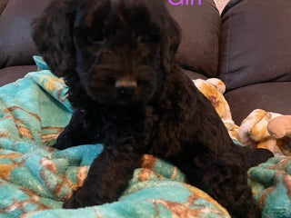 Goldendoodle dogs Goldendoodle Puppy 6 - Ad 8