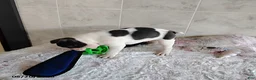 Boston Terrier dogs for sale: Ronnie - Ad 8