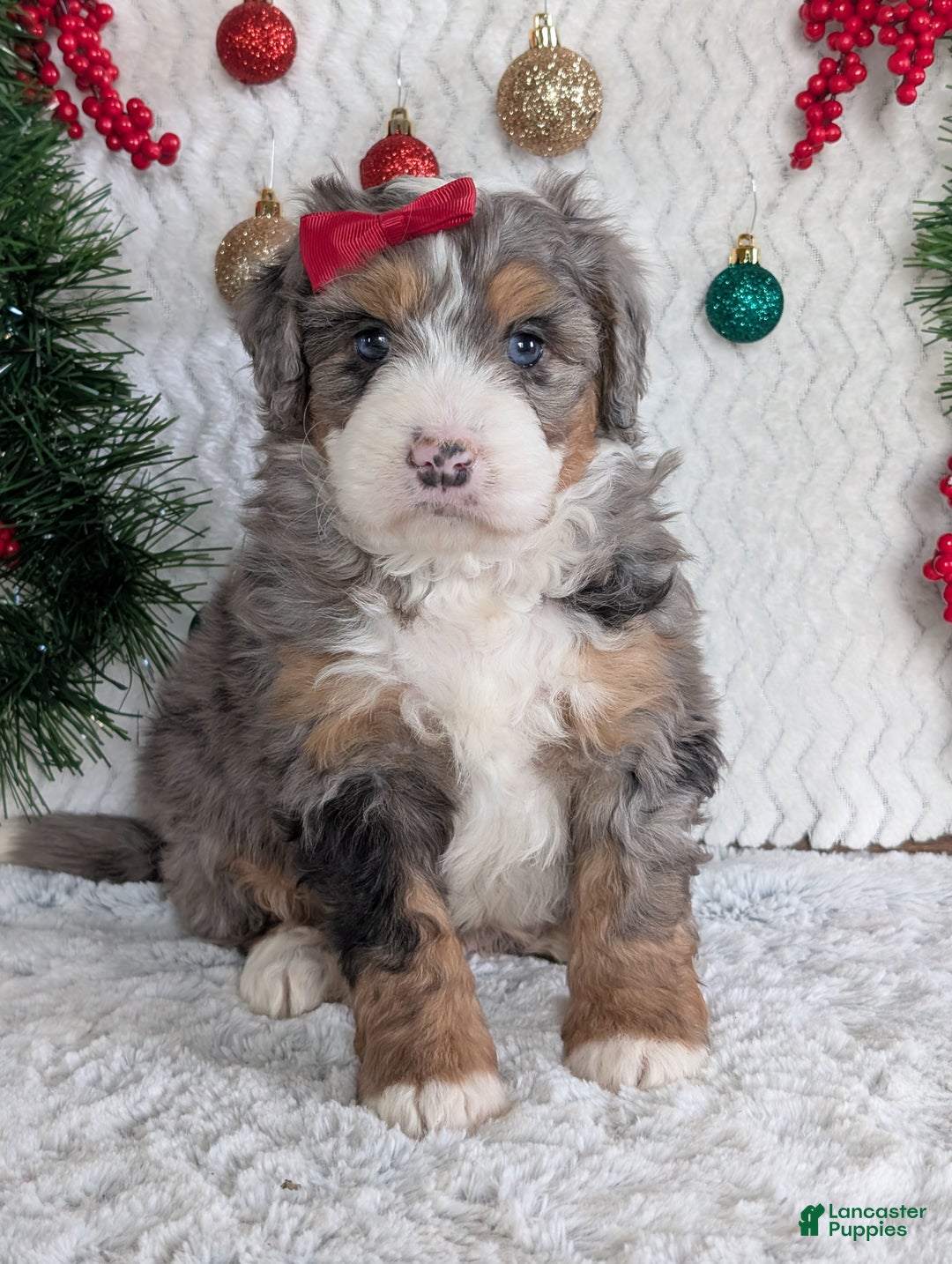 Mini Bernedoodle dogs for sale: Mini Niko  - Ad 28