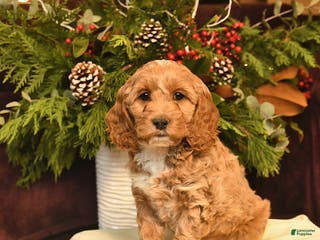 Cockapoo dogs Jade - Ad 15