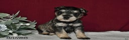 Miniature Schnauzer dogs for sale: Sugar - Ad 3