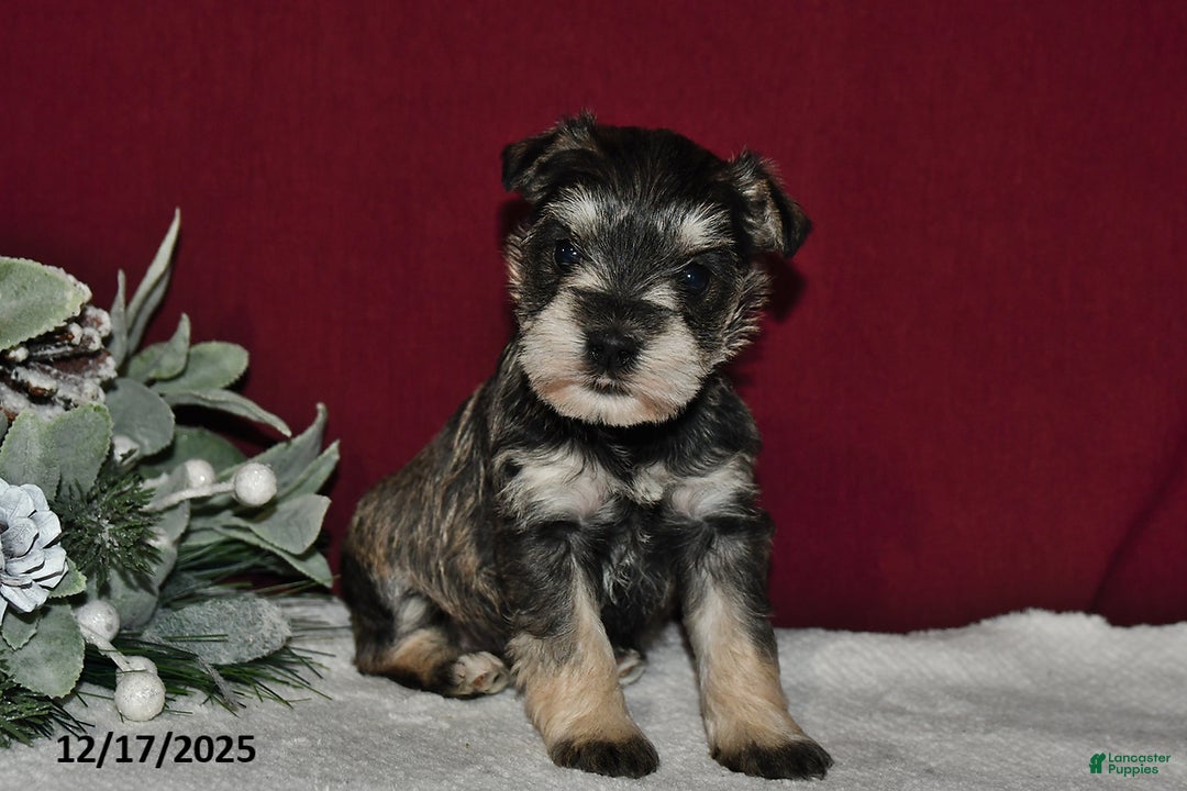 Miniature Schnauzer dogs for sale: Sugar - Ad 3