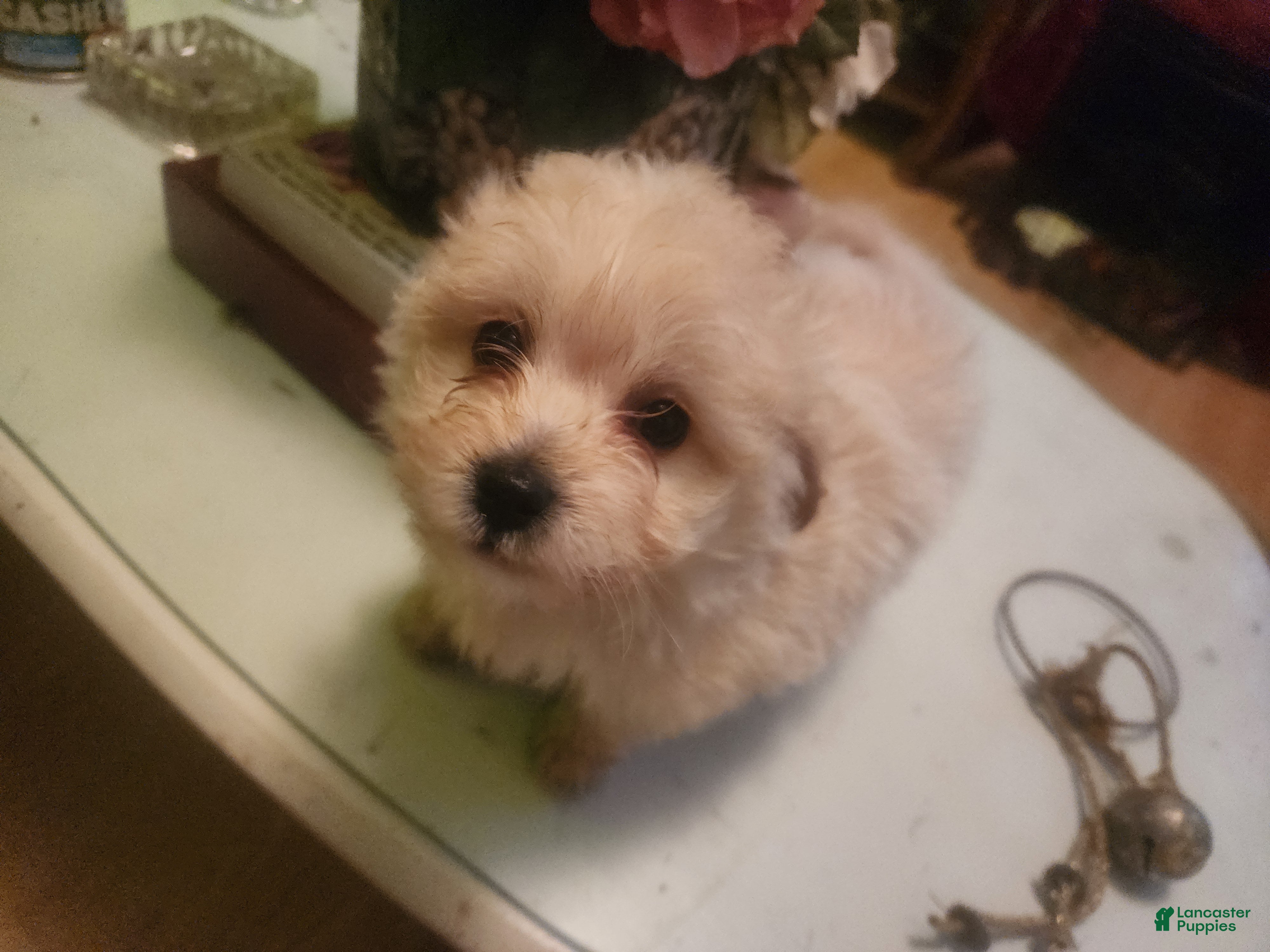 Pomapoo dogs Pomapoo Puppy 1 - Ad 12