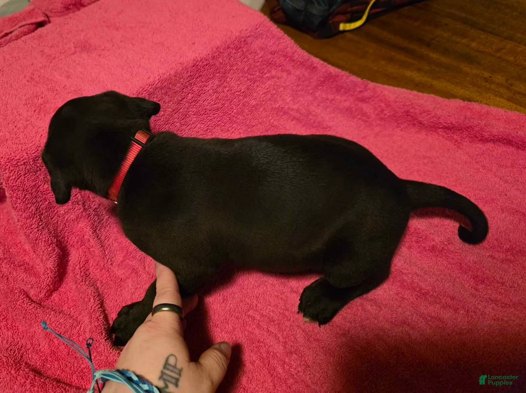 Mixed Breed dogs for sale: Argo - Ad 1