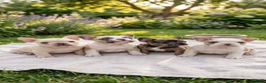 French Bulldog Puppy 1