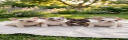 French Bulldog dogs for sale: French Bulldog Puppy 1 - Ad 1