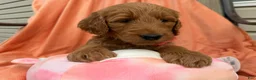 Goldendoodle dogs for sale: PEACH  - Ad 3