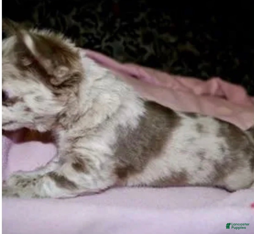 Chihuahua dogs for sale: Tiny - Ad 2