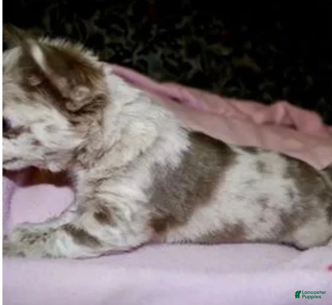 Chihuahua dogs for sale: Tiny - Ad 1