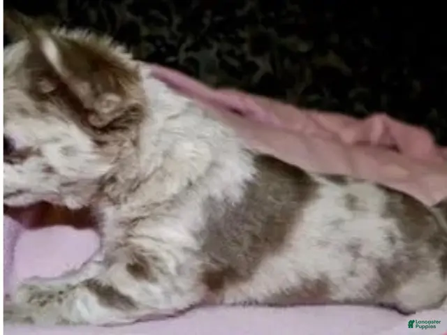 Chihuahua dogs Tiny - Ad 1