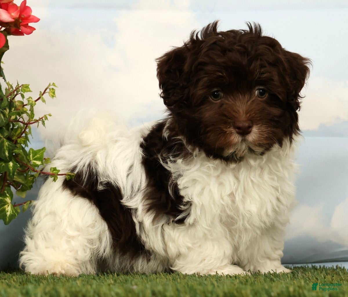 Havanese dogs Lotus - Ad 2