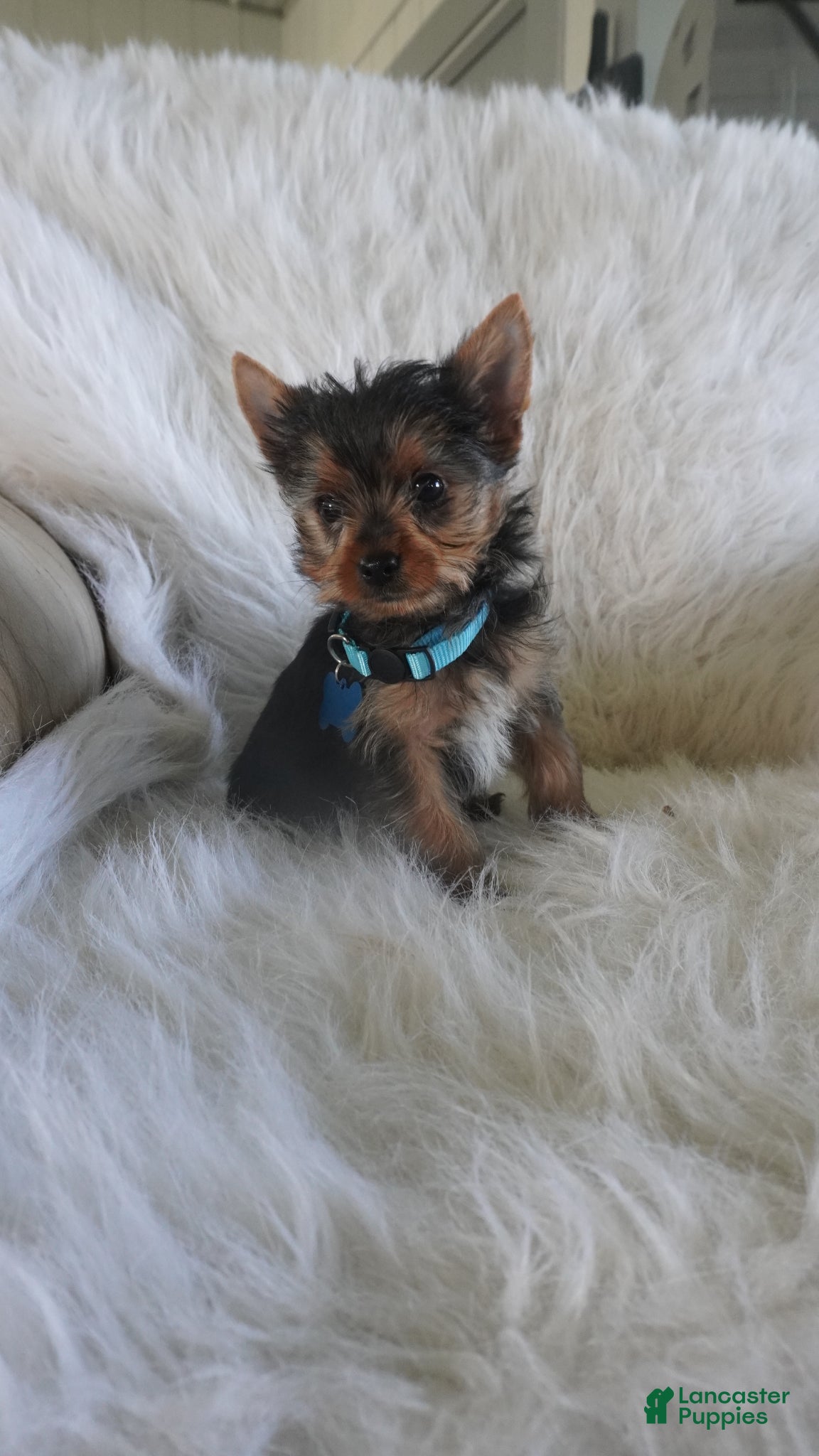 Yorkshire Terrier dogs Jake - Ad 2