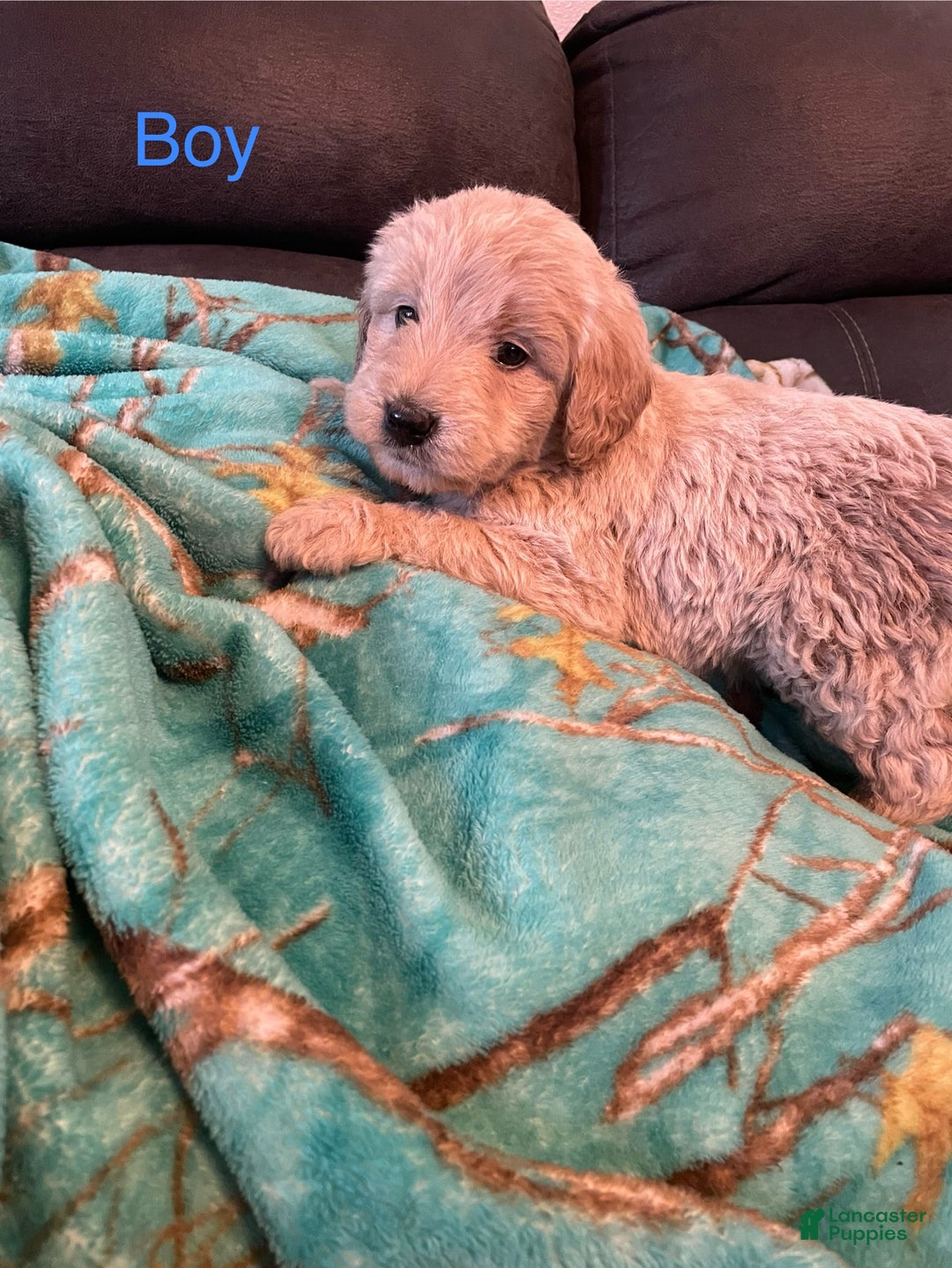 Goldendoodle dogs for sale: Goldendoodle Puppy 2 - Ad 3