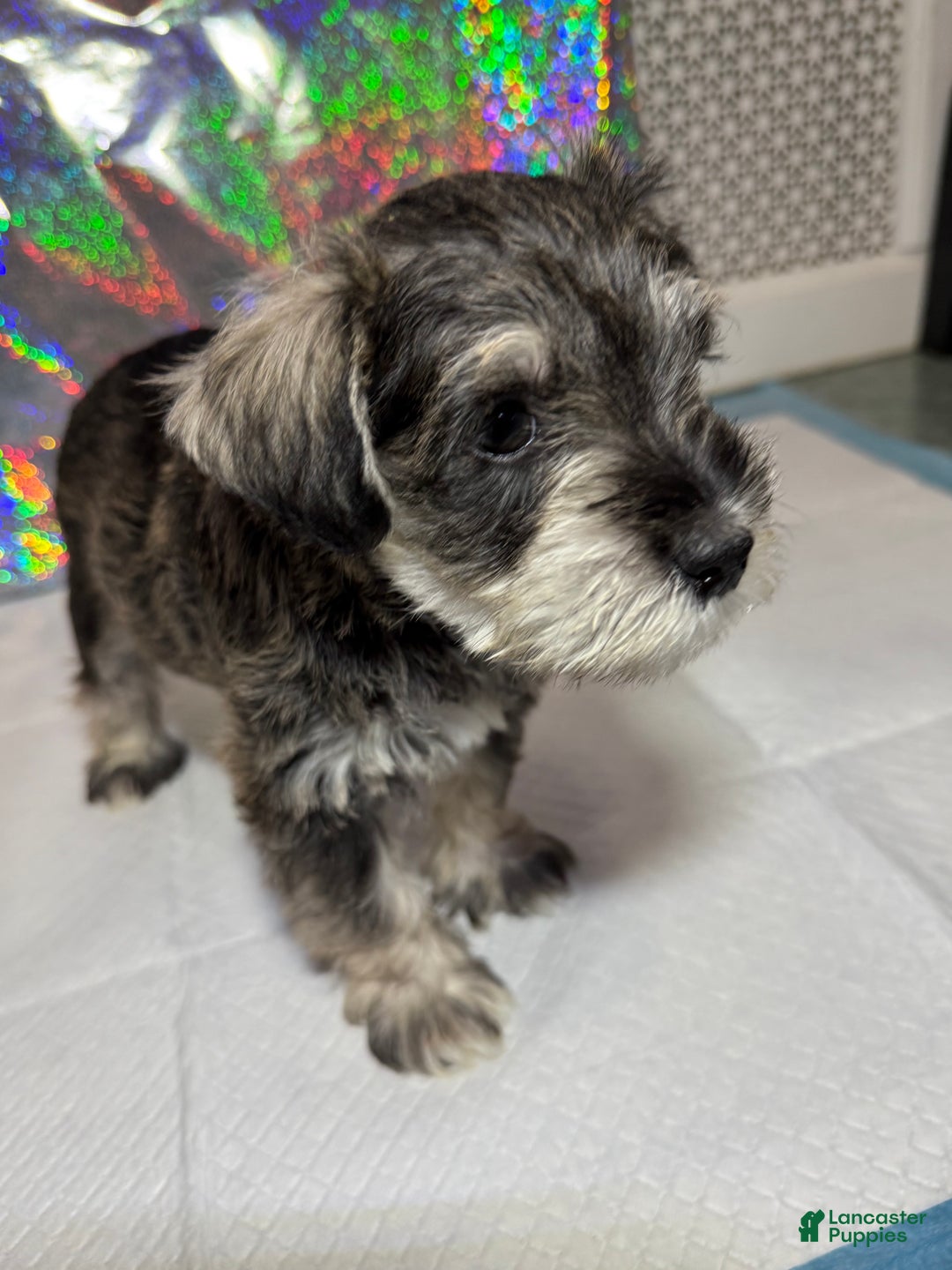 Miniature Schnauzer dogs for sale: Miniature Schnauzer Puppy 1 - Ad 4
