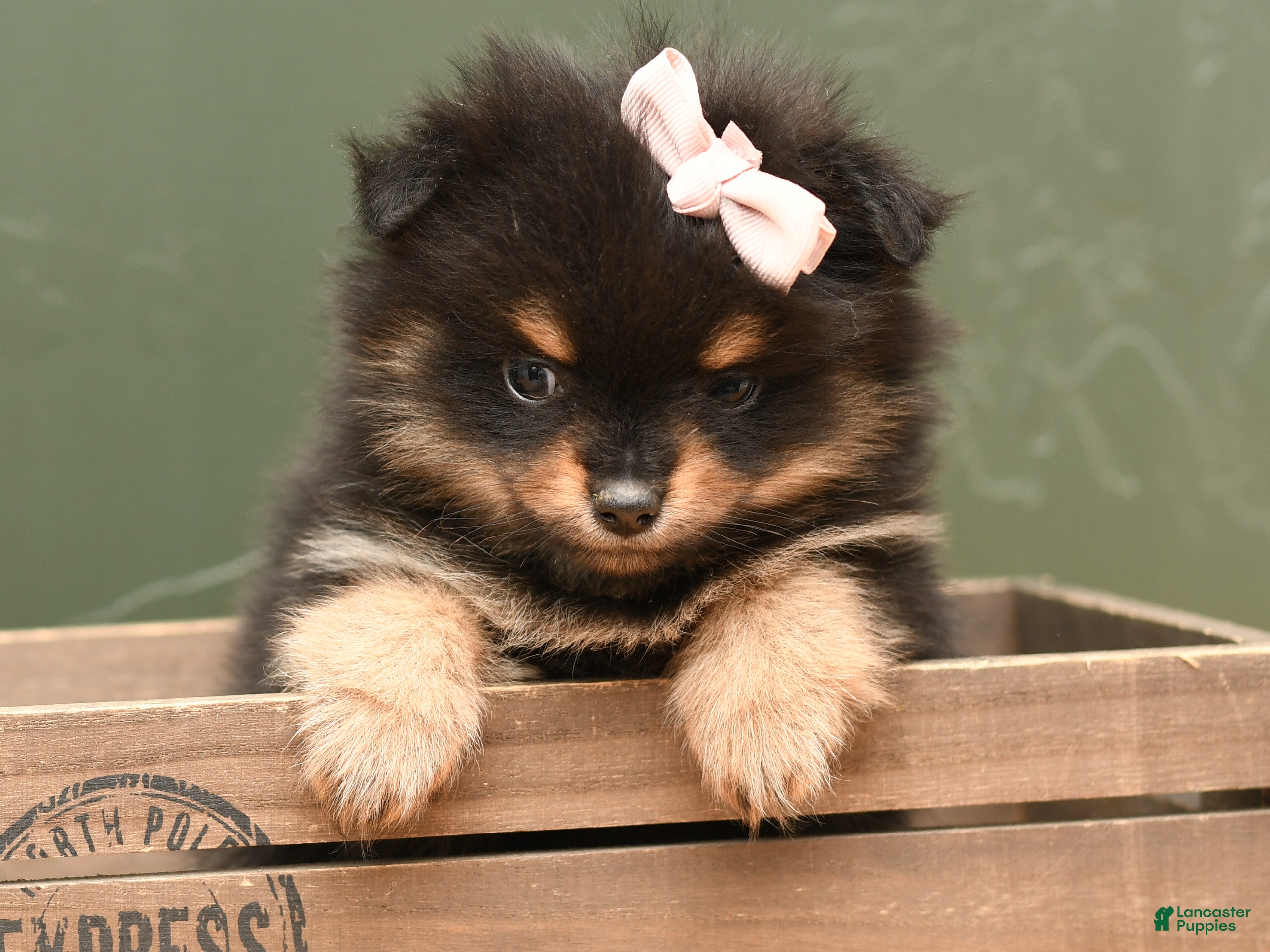 Pomeranian dogs for sale: Kaya - Ad 2