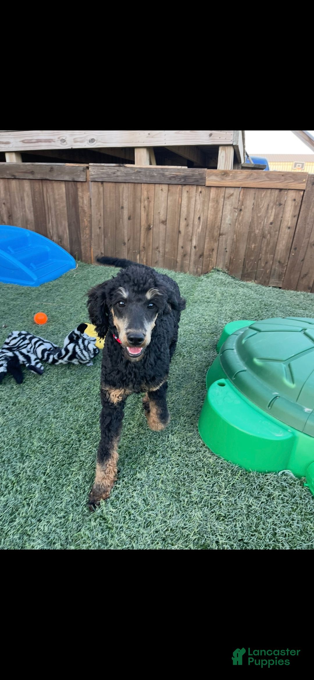 Miniature Poodle dogs for sale: Akc Clear 🧬 Moyen Boy Cinch - Ad 6