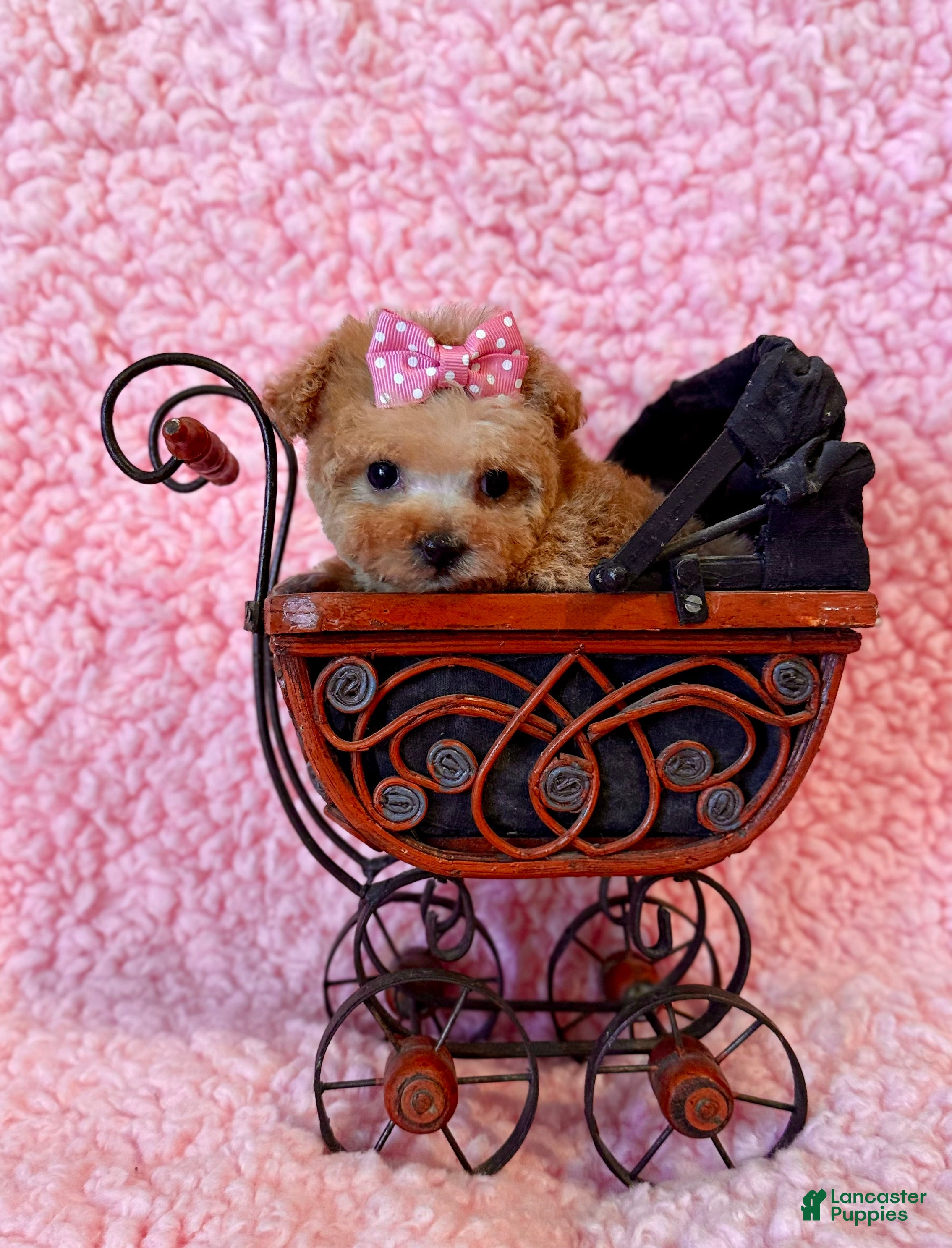 Toy Poodle dogs Munchkin microteacup F - Ad 1