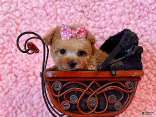 Toy Poodle dogs Munchkin microteacup F - Ad 1