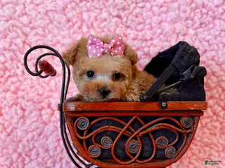 Toy Poodle dogs Munchkin microteacup F - Ad 3