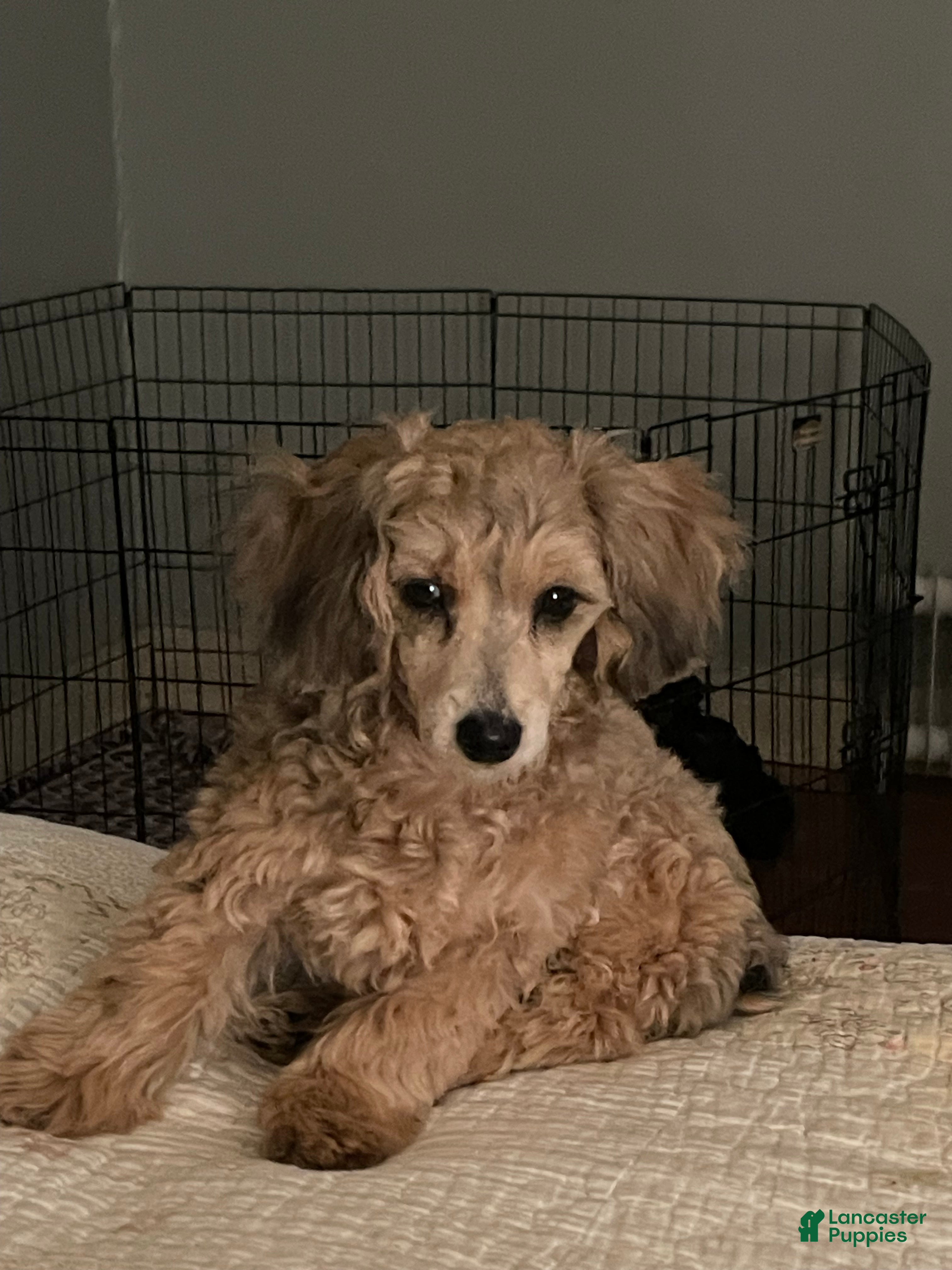 Mixed Breed dogs Mixed Breed Puppy 1 - Ad 33