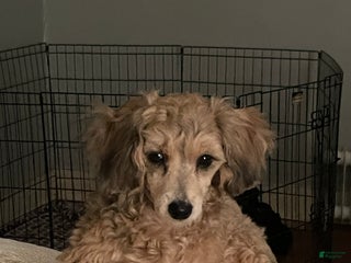 Mixed Breed dogs Mixed Breed Puppy 1 - Ad 33