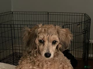 Mixed Breed dogs Mixed Breed Puppy 1 - Ad 40