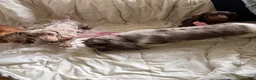 Miniature Dachshund dogs for sale: Miniature Dachshund short coat dapple - Ad 4