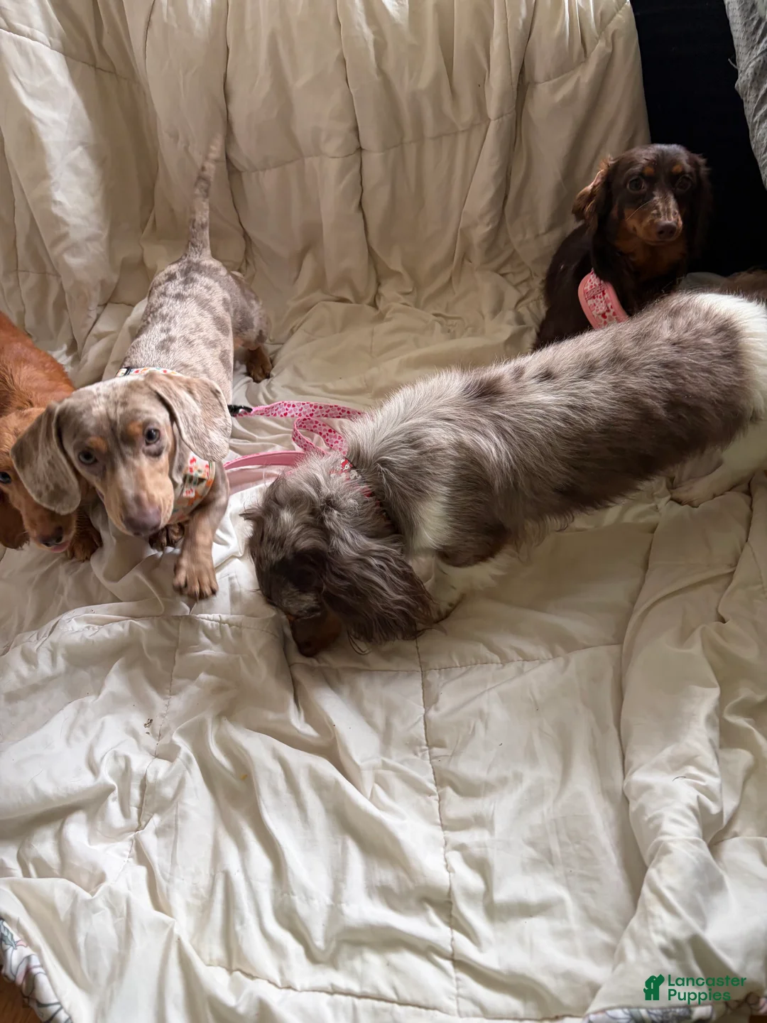 Miniature Dachshund dogs for sale: Miniature Dachshund short coat dapple - Ad 4