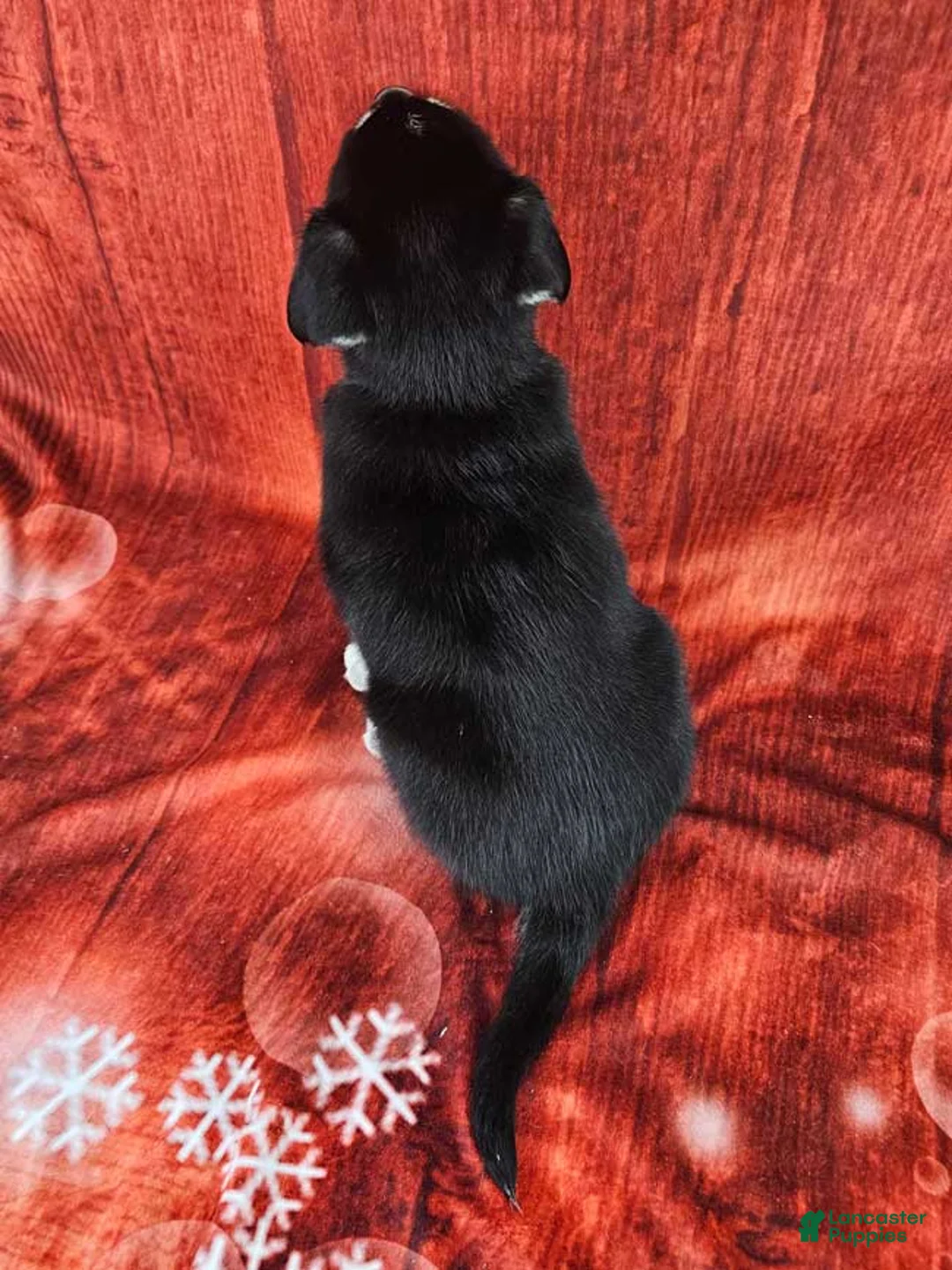 Goberian dogs for sale: Denali - Ad 4