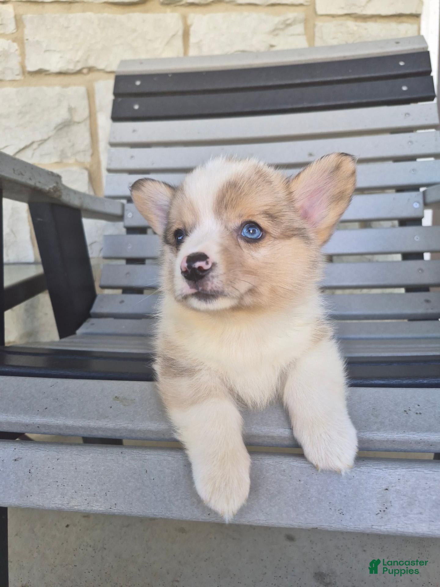 Welsh Corgi Pembroke dogs Tucker - Ad 2