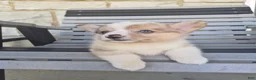 Welsh Corgi Pembroke dogs for sale: Tucker - Ad 2