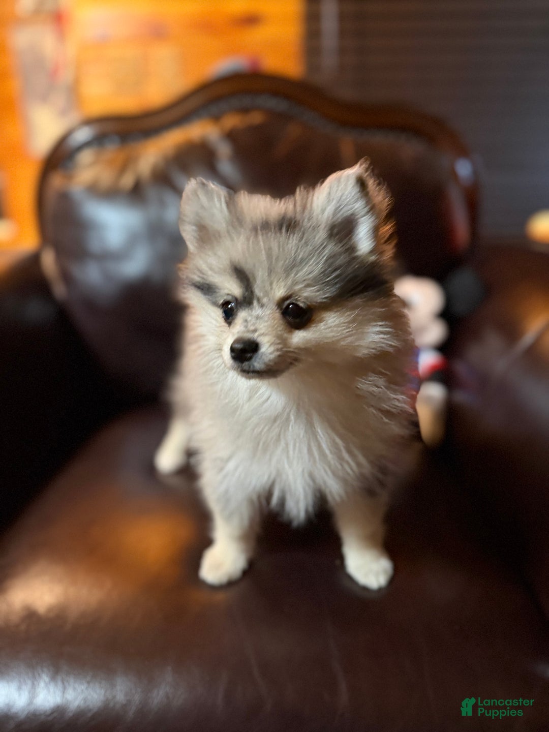 Pomeranian dogs for sale: Tiny Tim  - Ad 21