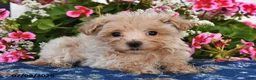 Maltipoo dogs for sale: Sofia - Ad 4