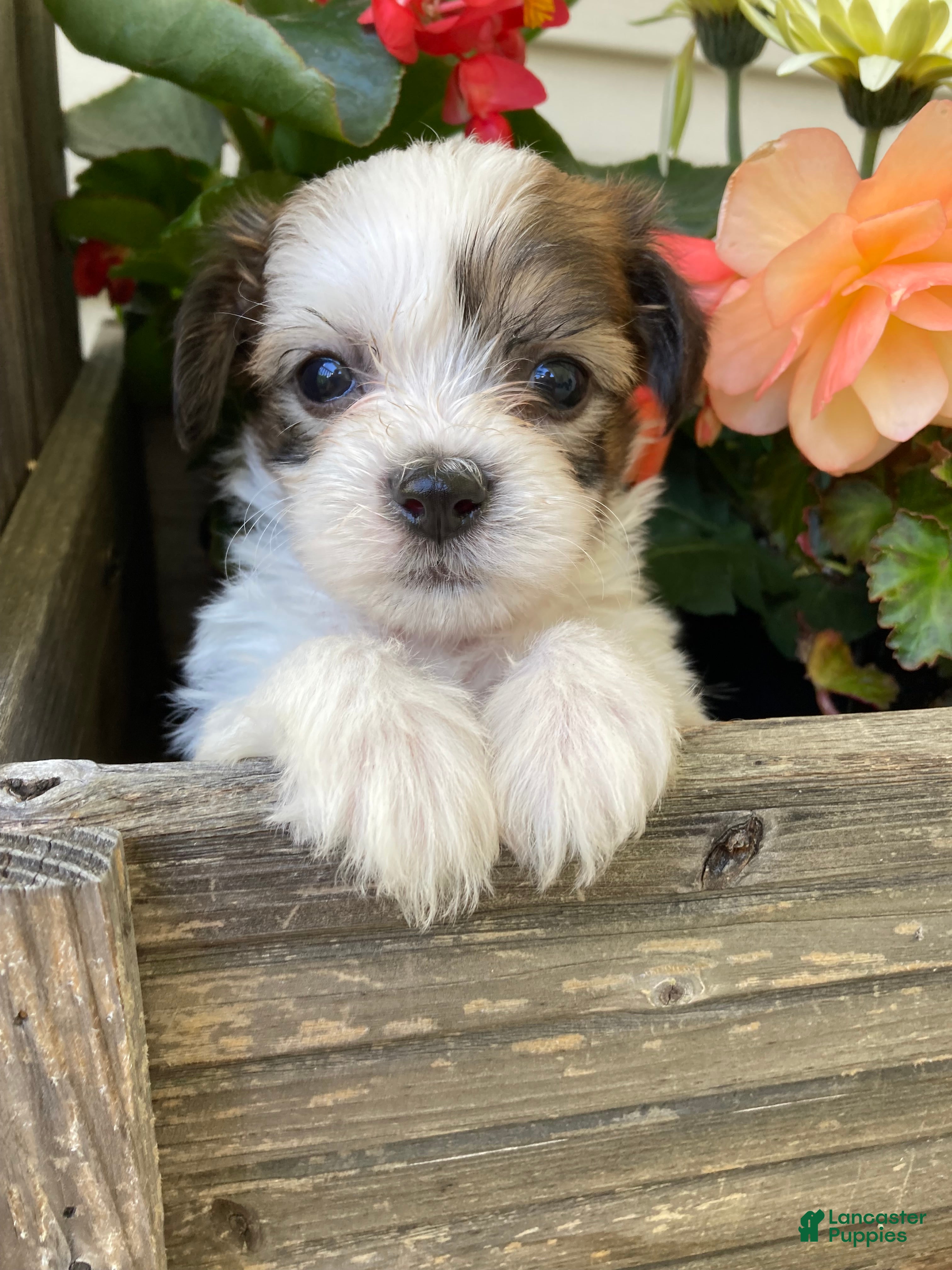 Mixed Breed dogs Theo - Ad 2