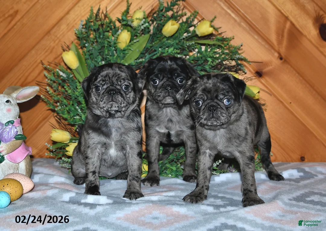 Pug dogs for sale: Dolly - Ad 2