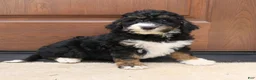 Mini Bernedoodle dogs for sale: Gina  - Ad 7