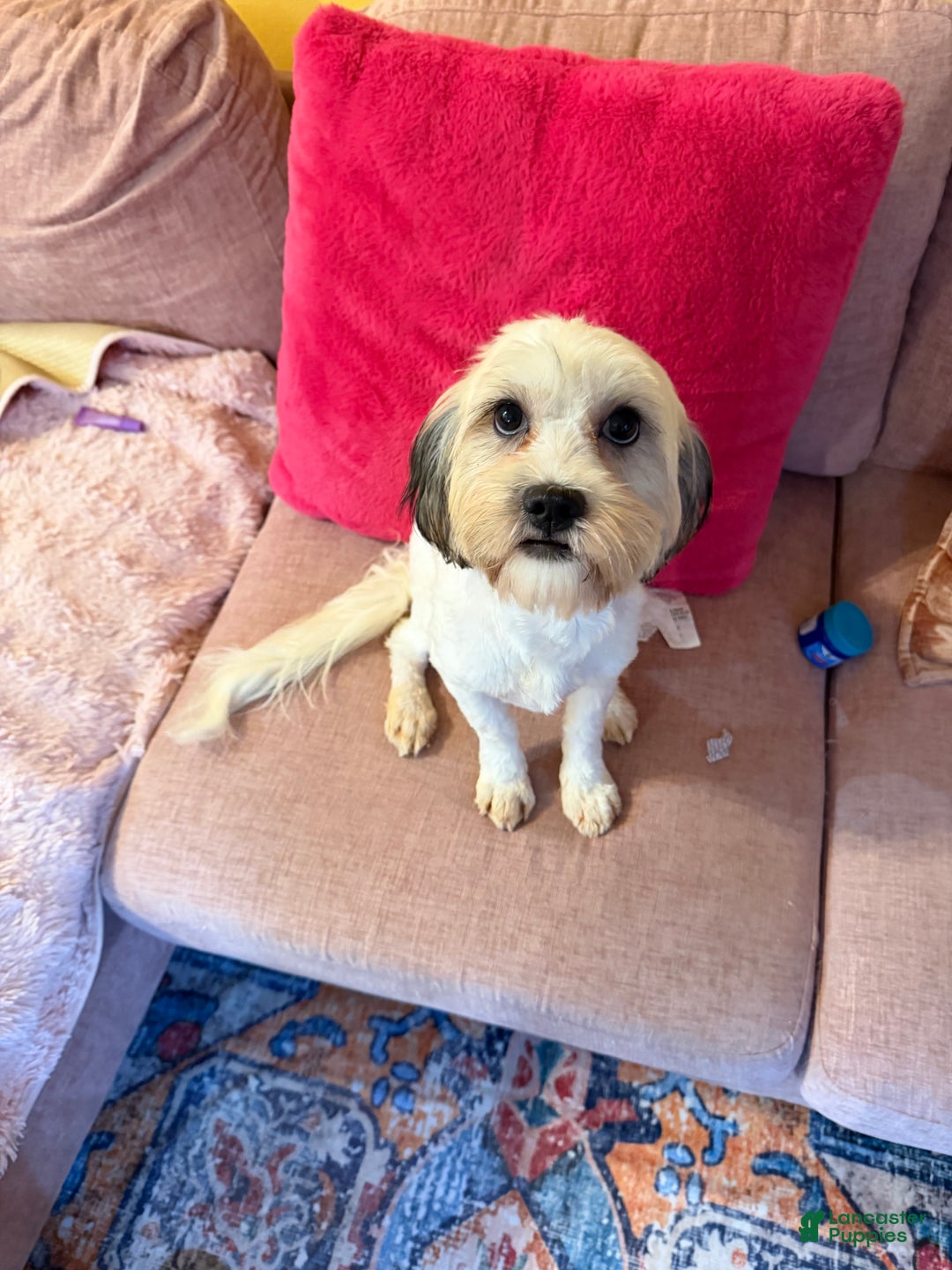 Mixed Breed dogs for sale: Mixed Breed Puppy 2 - Ad 5