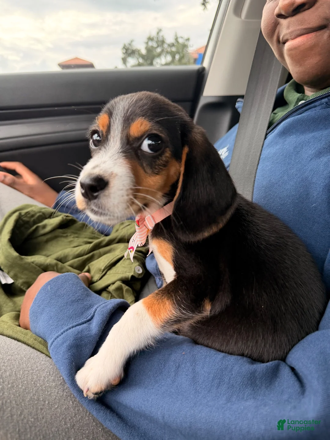 Beagle dogs for sale: Daisy - Ad 3