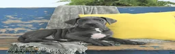 Great Dane dogs for sale: Vader - Ad 3