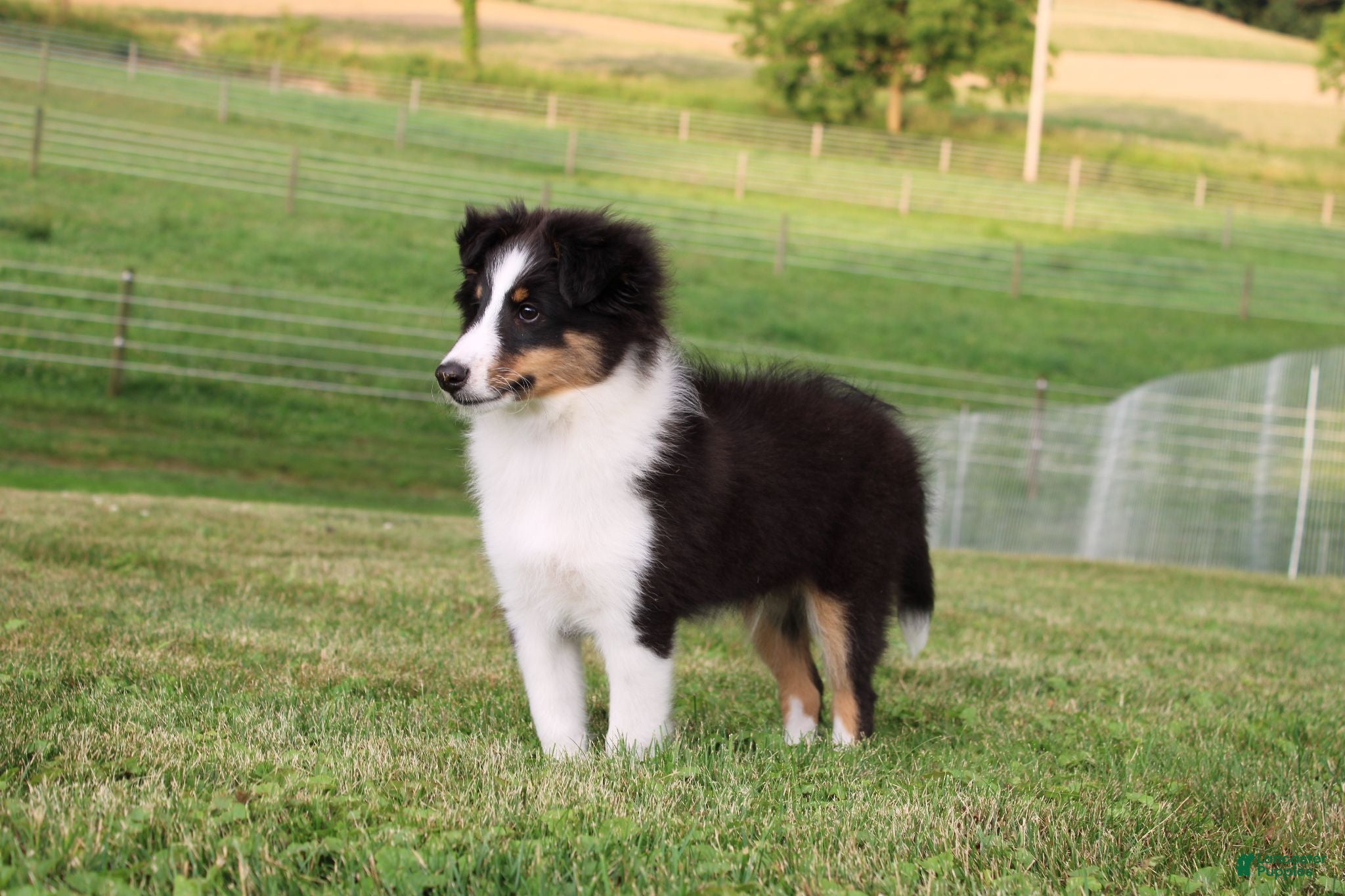 Shetland Sheepdog dogs Si Si  - Ad 2