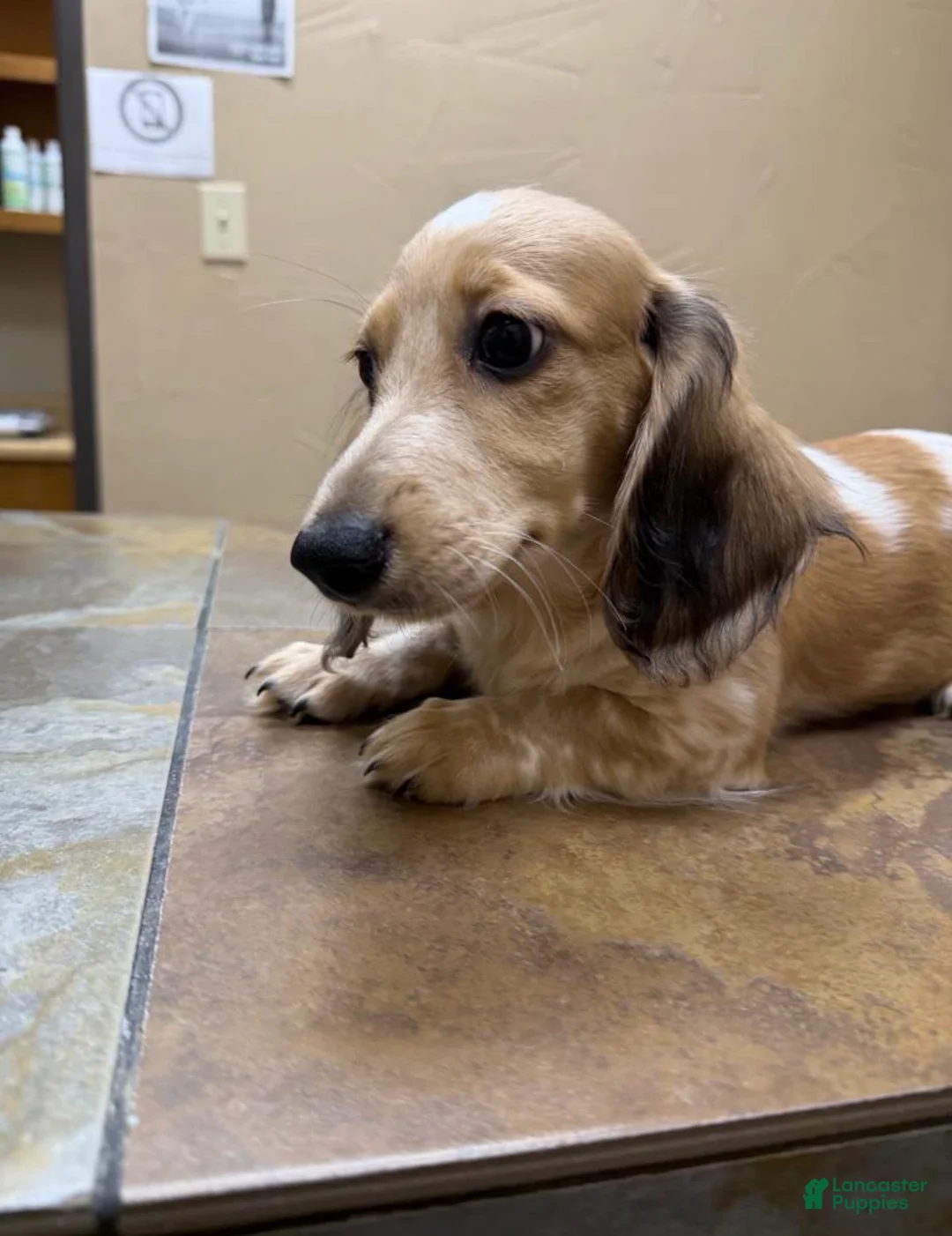 Dachshund dogs for sale: Nelson Travis - Ad 2