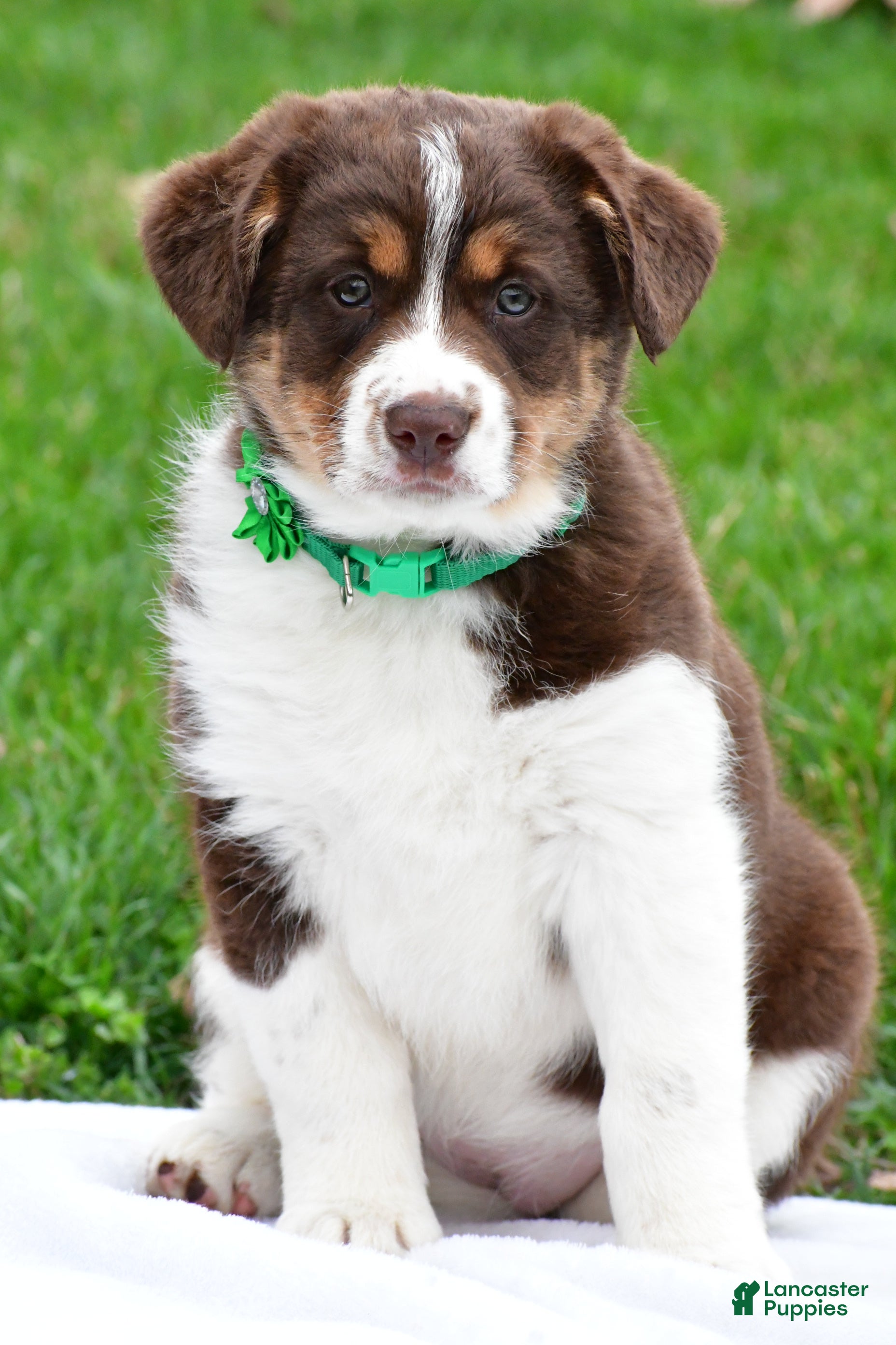 Mixed Breed dogs Hazel - Ad 2